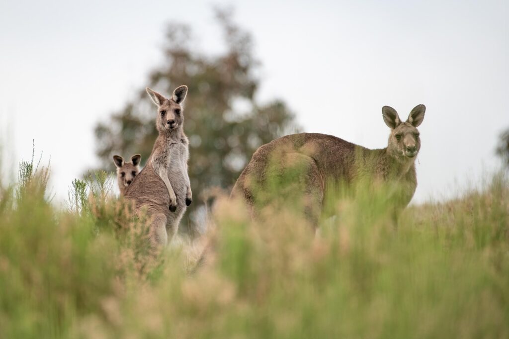 cangurus da Austrália